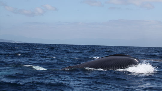 baleia-azul-destaque