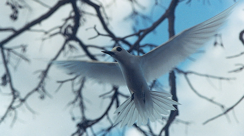 fauna