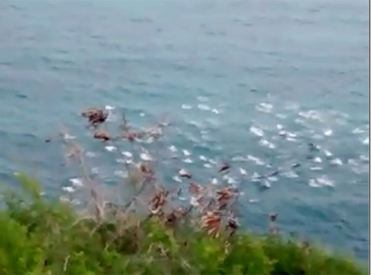 bomba-afugenta-golfinhos