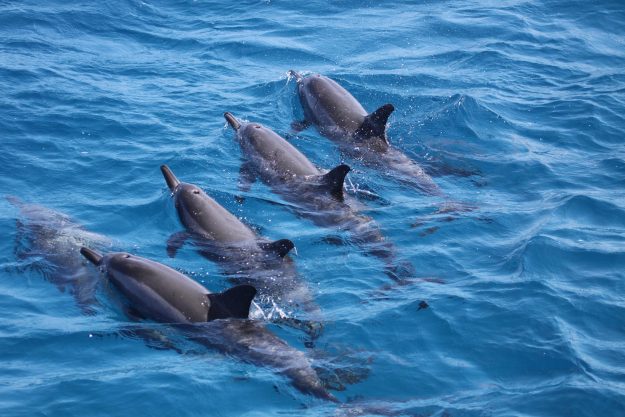 3.E.Golfinhos_quatro