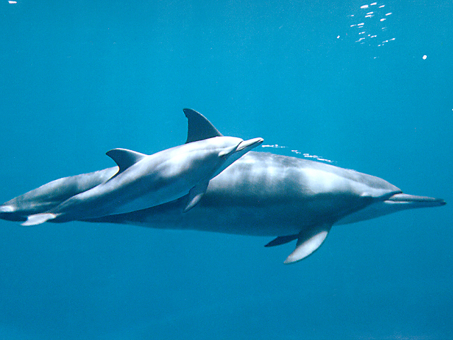 MaeFilhoBRAventura
