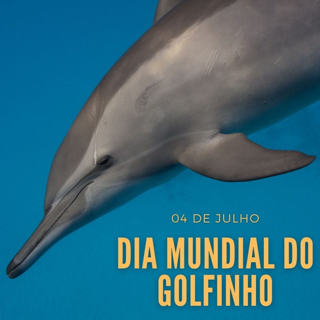 Curiosidades incríveis sobre os Golfinhos