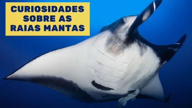 curiosidades sobre as raias mantas