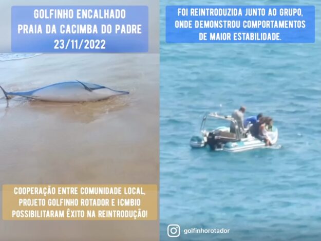 Golfinha Resgatada 4×3